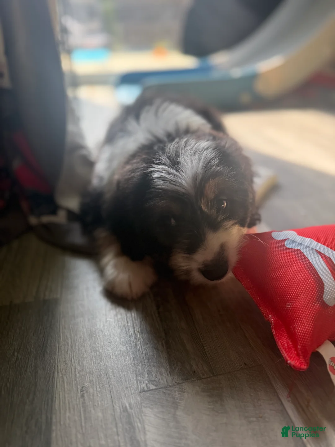 Mixed Breed dogs for sale: Ghosty - Ad 4