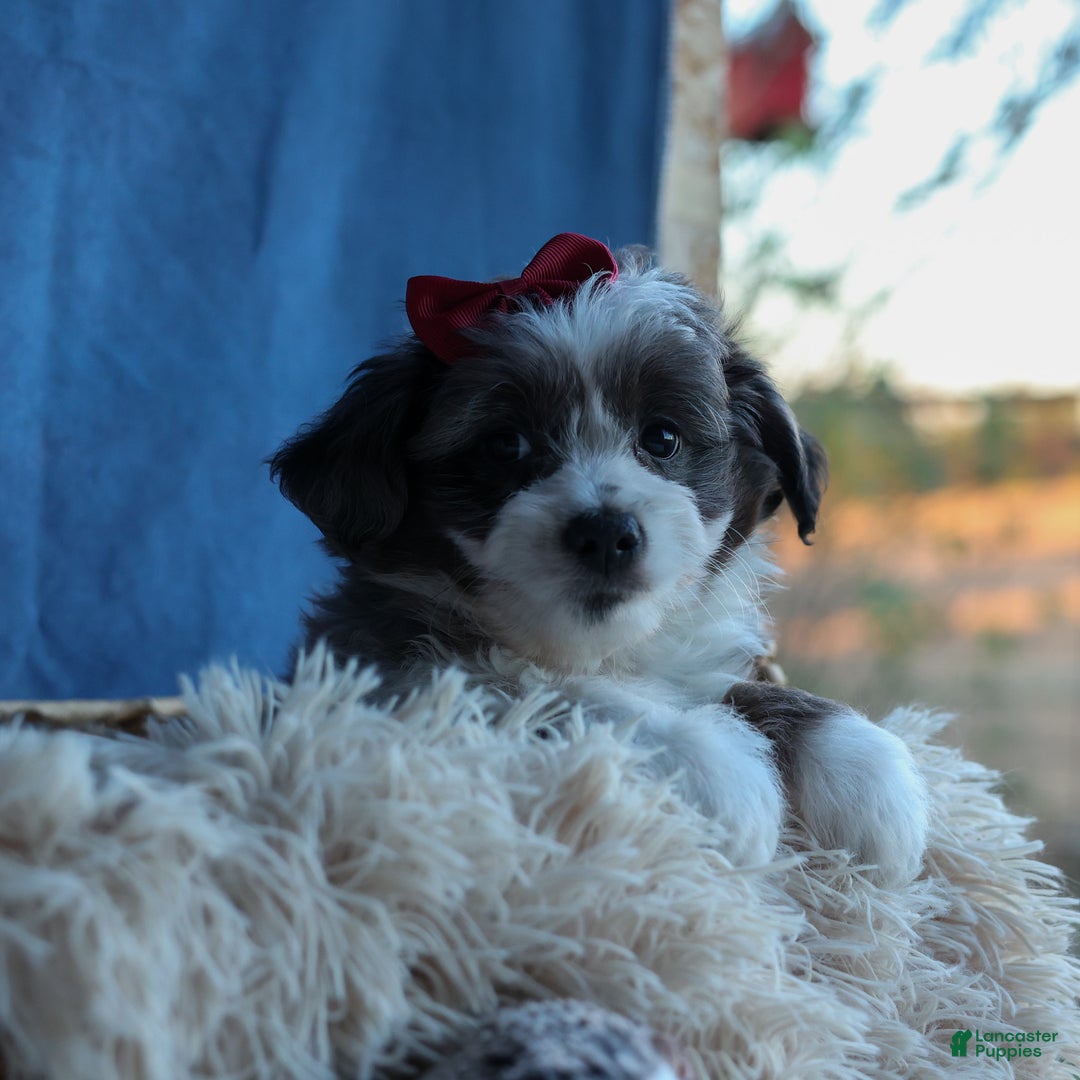 Mini Aussiedoodle dogs for sale: LEON - Ad 18
