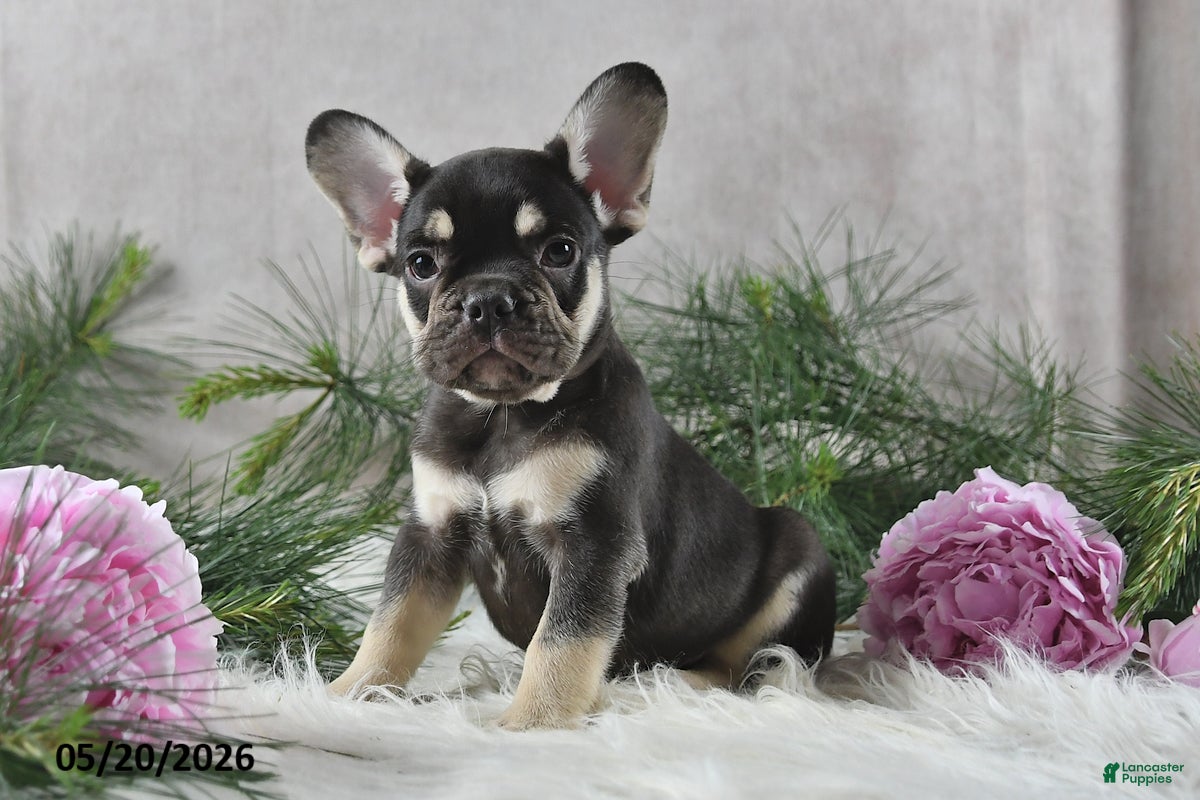 French Bulldog dogs Harley - Ad 1