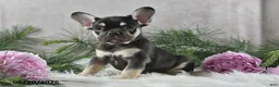 French Bulldog dogs for sale: Harley - Ad 7