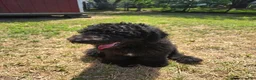 Standard Poodle dogs for sale: Standard Poodle 1 - Ad 3