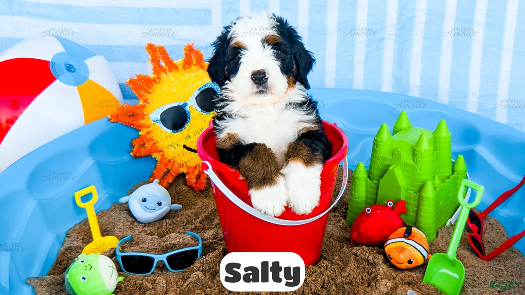 Bernedoodle dogs for sale: Salty - Ad 1