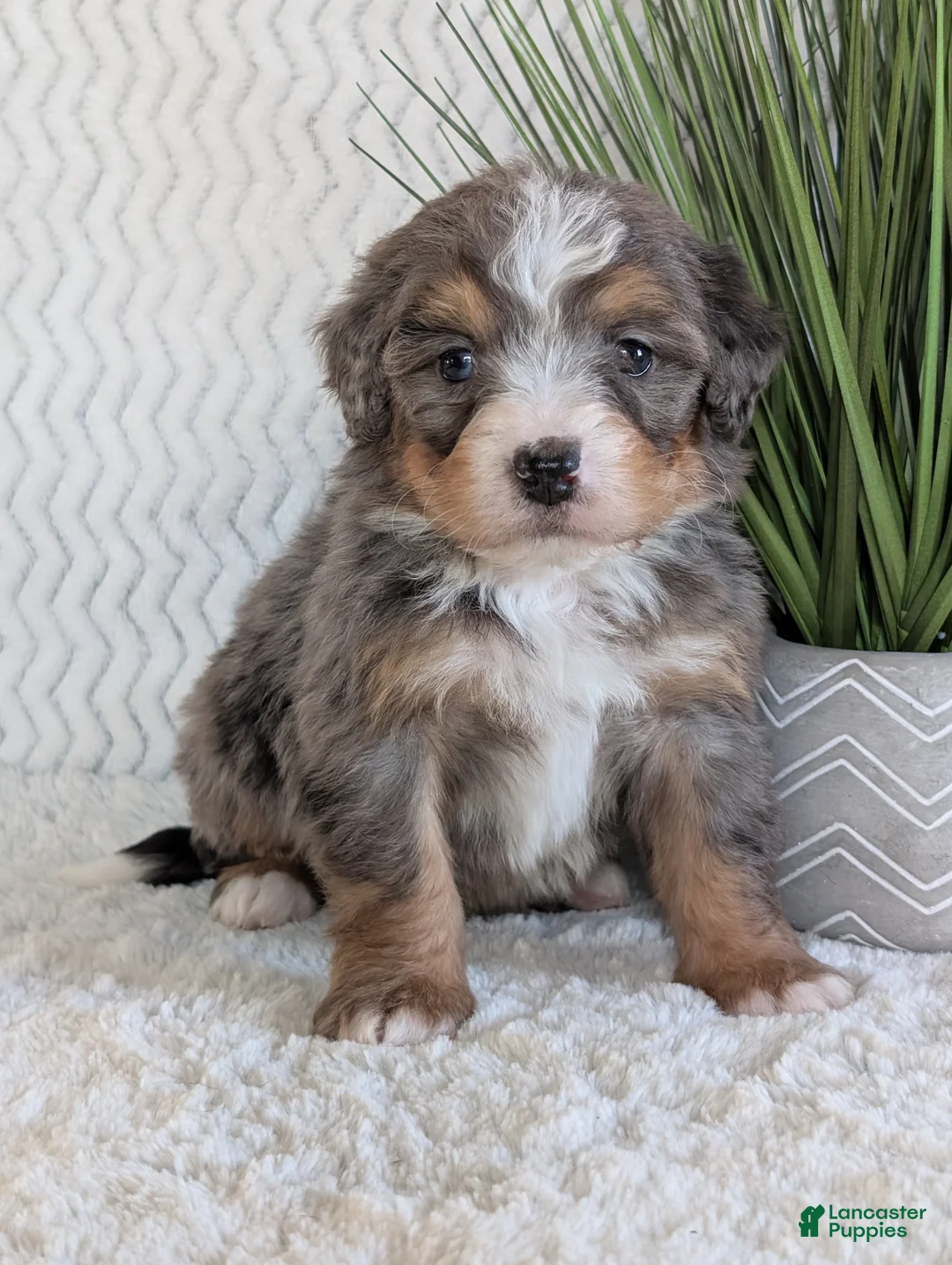 Mini Bernedoodle dogs for sale: Mini River  - Ad 4
