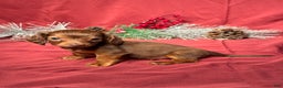 Miniature Dachshund dogs for sale: Preston - Ad 4
