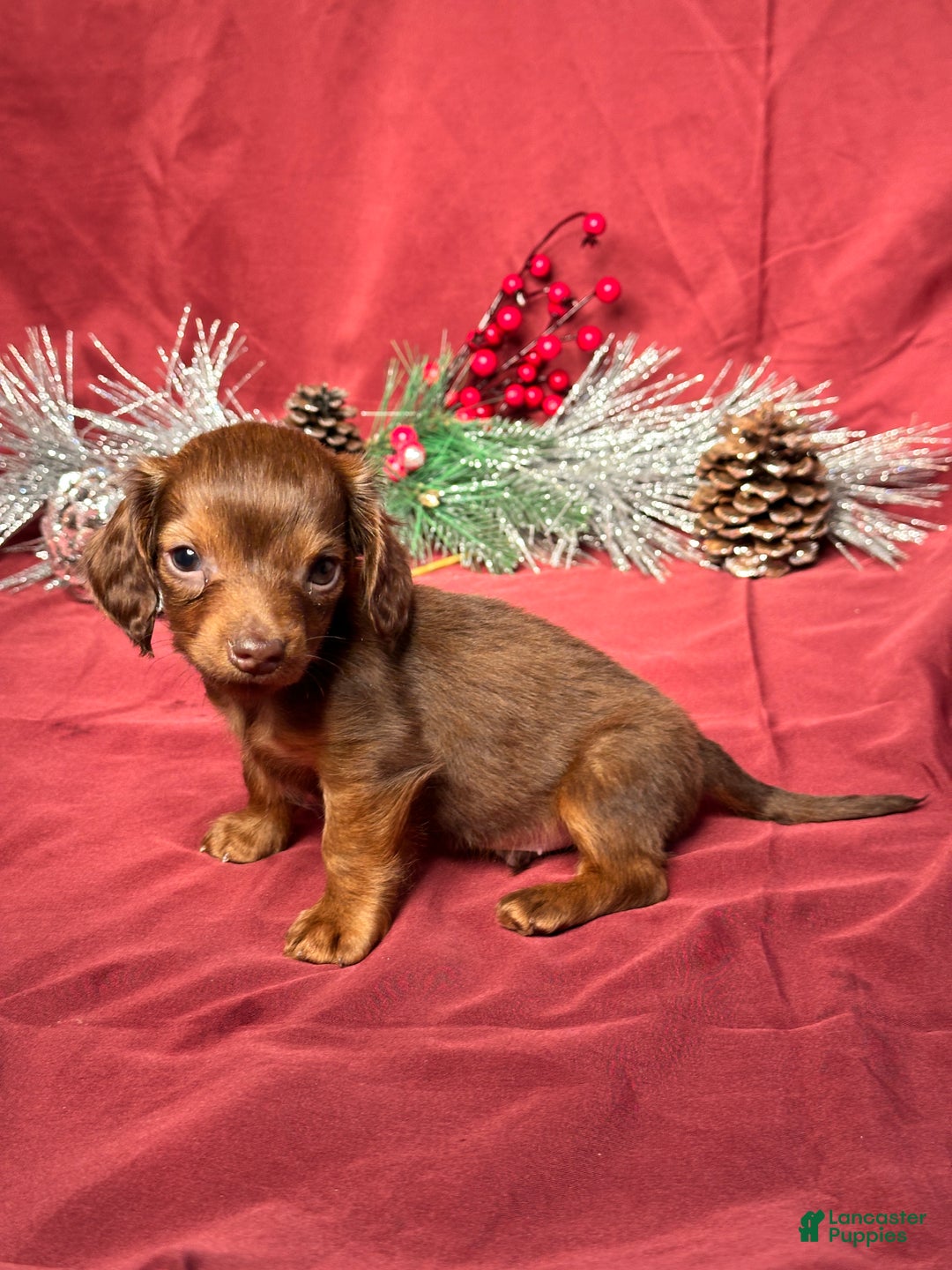 Miniature Dachshund dogs for sale: Preston - Ad 4