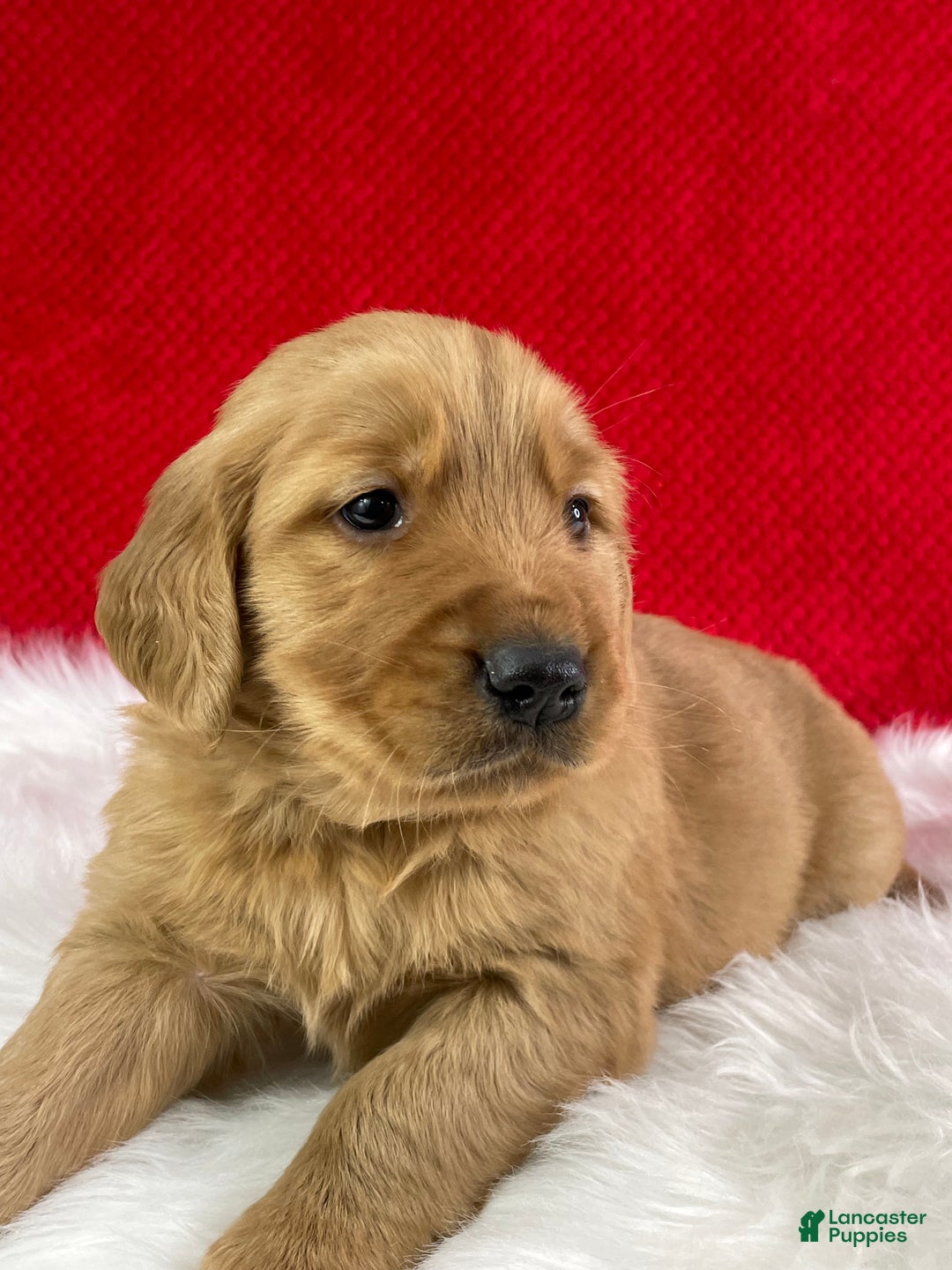 Golden Retriever dogs for sale: Cane - Ad 1