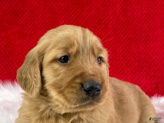 Golden Retriever dogs Cane - Ad 7