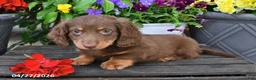 Dachshund dogs for sale: Smokey - Ad 1