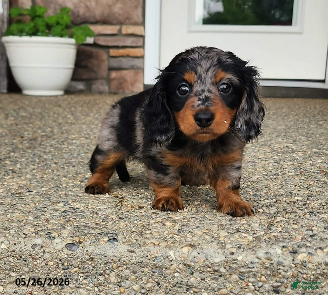 Dachshund dogs for sale: Susie - Ad 1