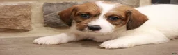Jackapoo dogs for sale: Jordan - Ad 4