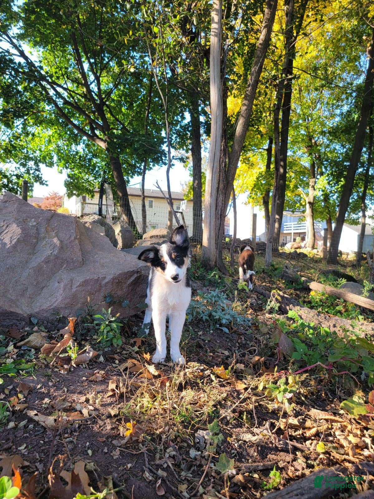 Border Collie dogs for sale: Nadine - Ad 1