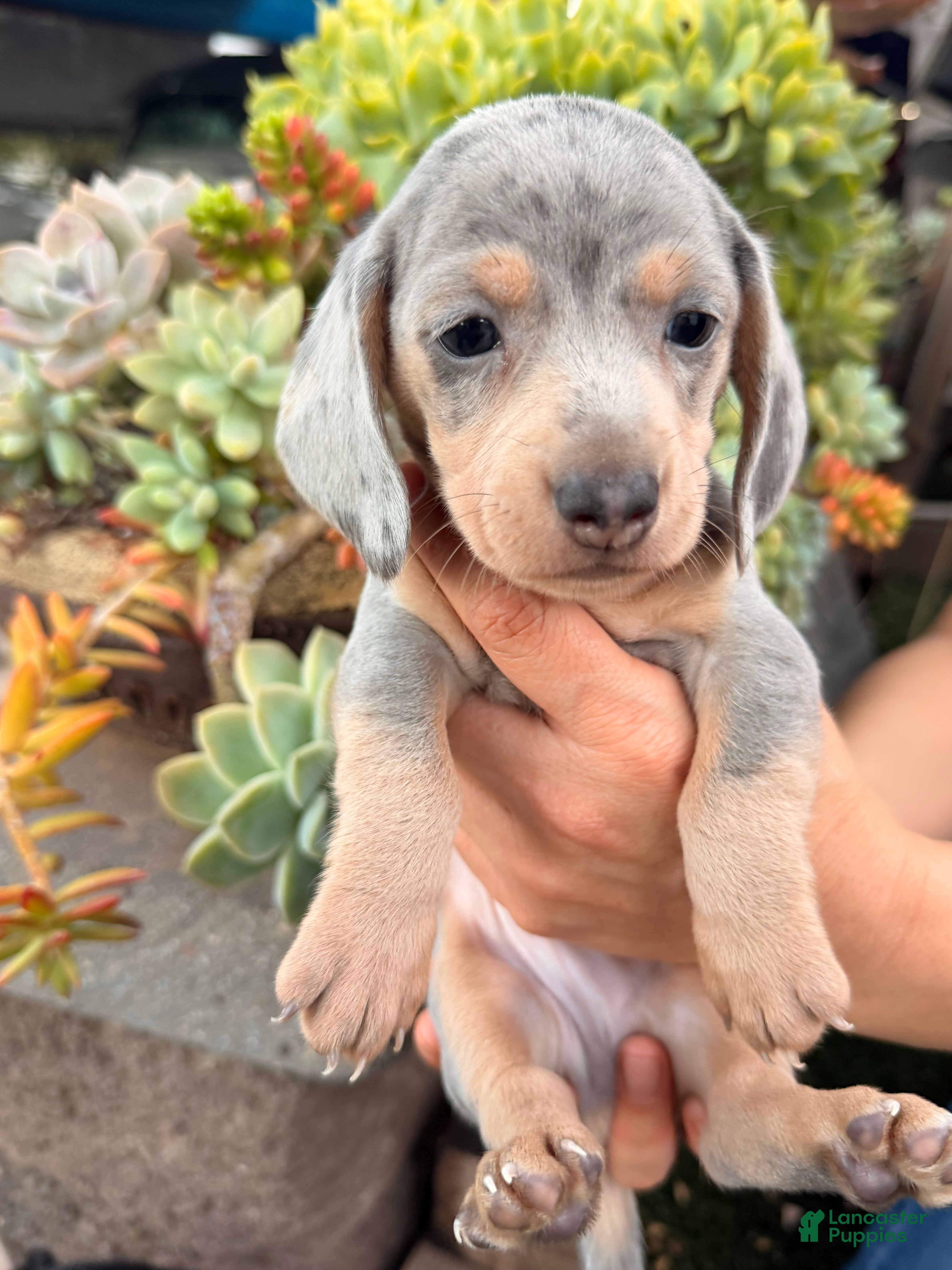 Miniature Dachshund dogs Buster - Ad 1
