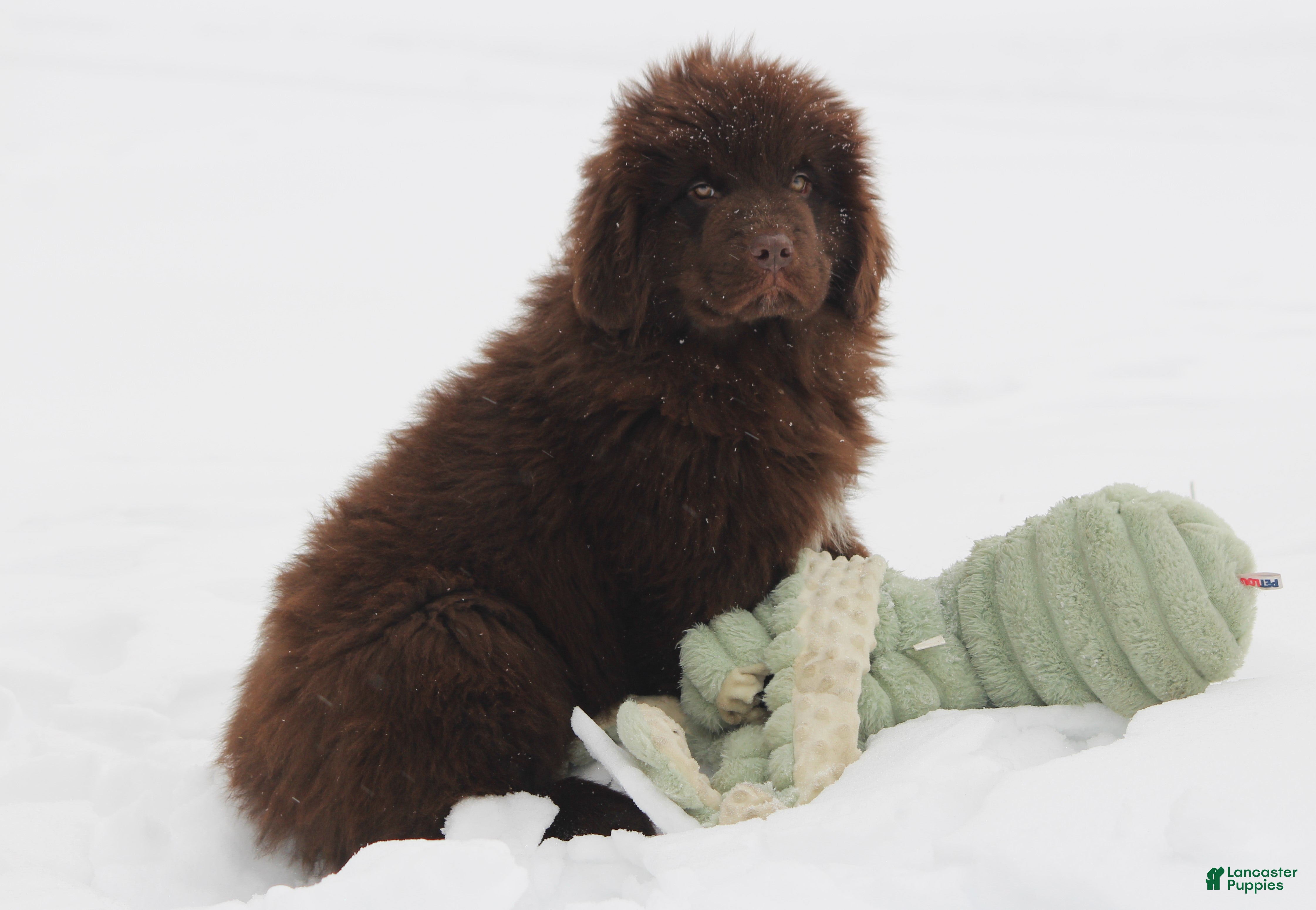 Newfoundland dogs Pansy  - Ad 1