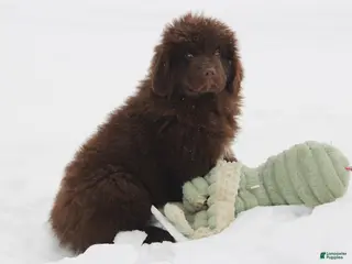 Newfoundland dogs Pansy - Ad 1