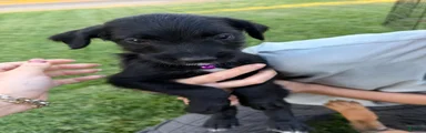 Doberdoodle 4