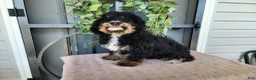 Mini Bernedoodle dogs for sale: Karly - Ad 7