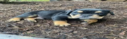 Mixed Breed dogs for sale: Toby - Ad 8