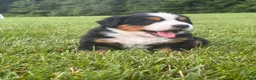 Bernese Mountain Dog dogs for sale: Kipper - Ad 6