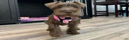 Miniature Schnauzer dogs for sale: Dutches - Ad 4