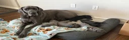 Great Dane dogs for sale: Purple Great Dane Girl 3 - Ad 5