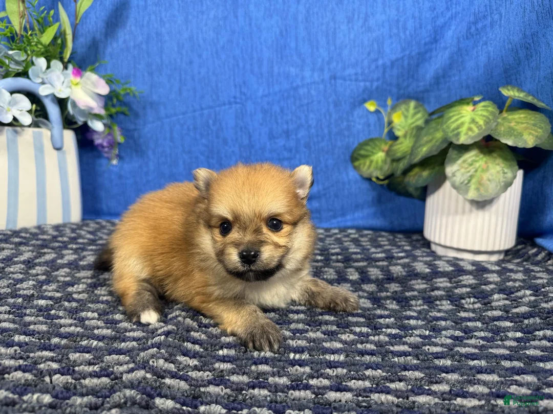 Pomeranian dogs for sale: Pomeranian 1 - Ad 2