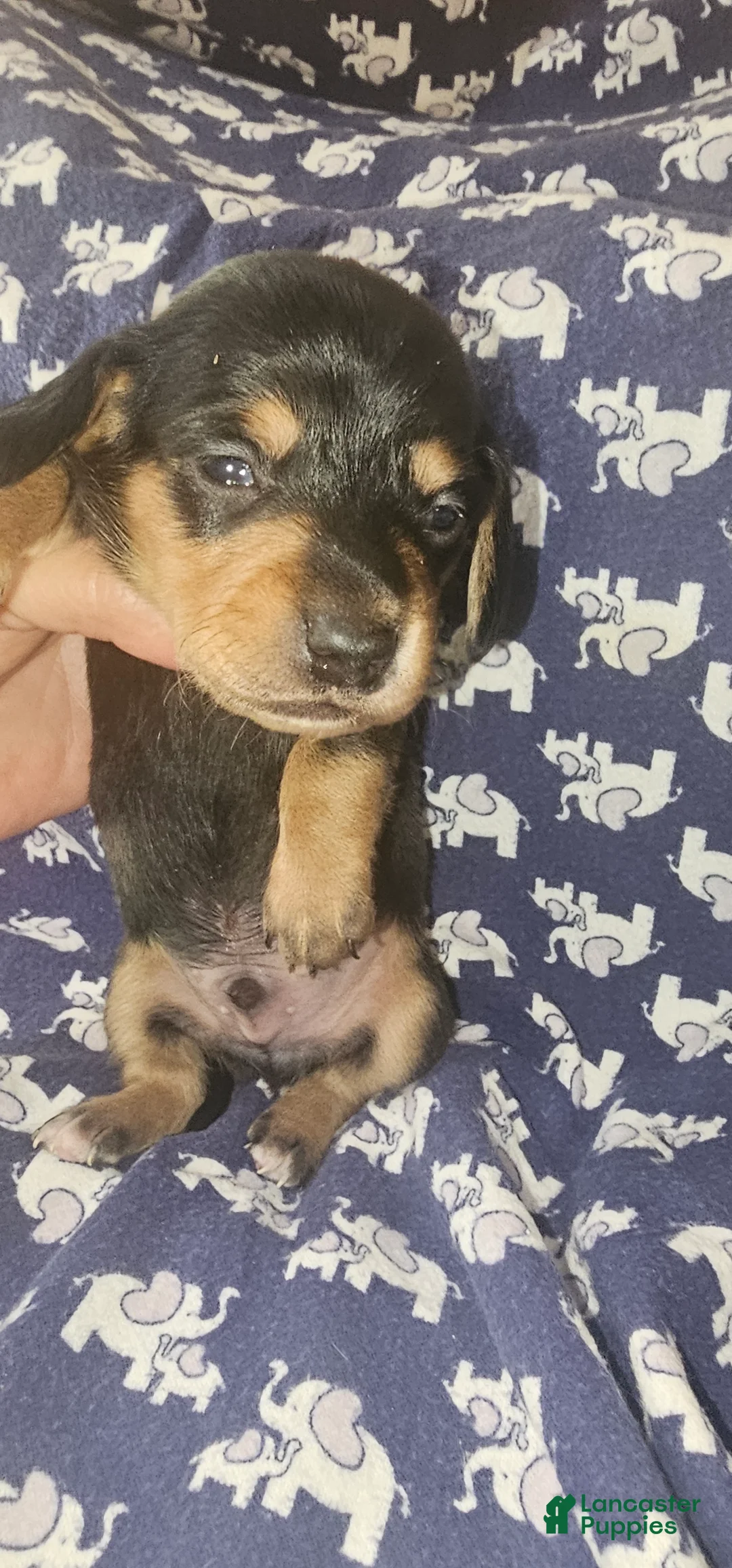 Dachshund dogs for sale: Dachshund Puppy 2 - Ad 1