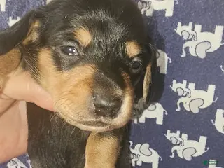 Dachshund dogs Dachshund Puppy 2 - Ad 13