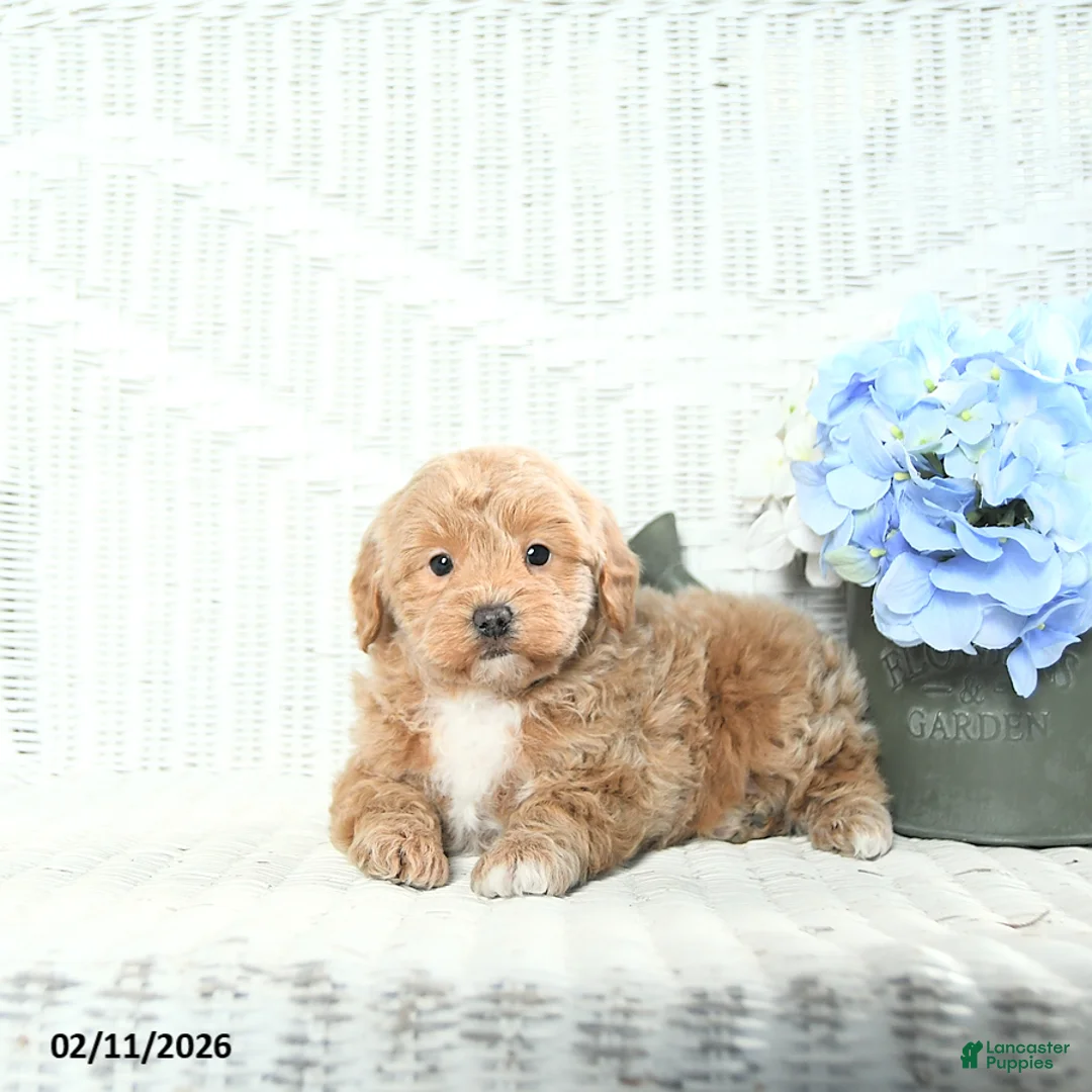 Mini Aussiedoodle dogs for sale: Teddy - Ad 2