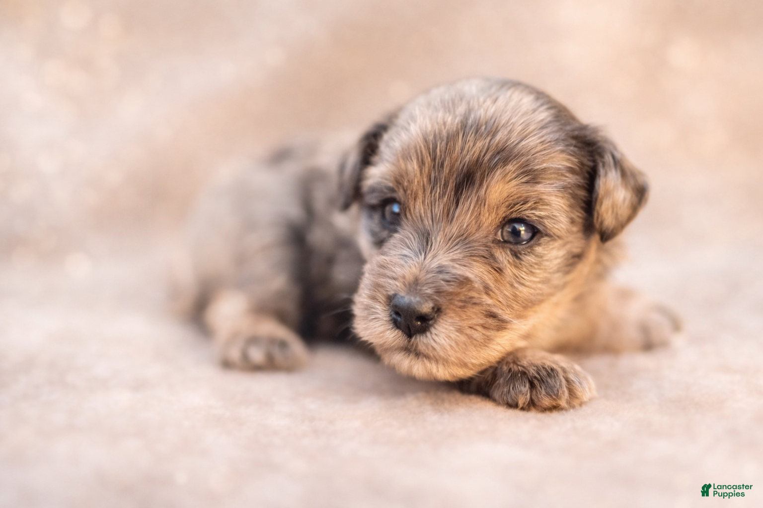 Miniature Schnauzer dogs Iceman - Ad 10