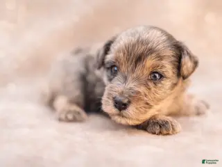 Miniature Schnauzer dogs Iceman - Ad 10