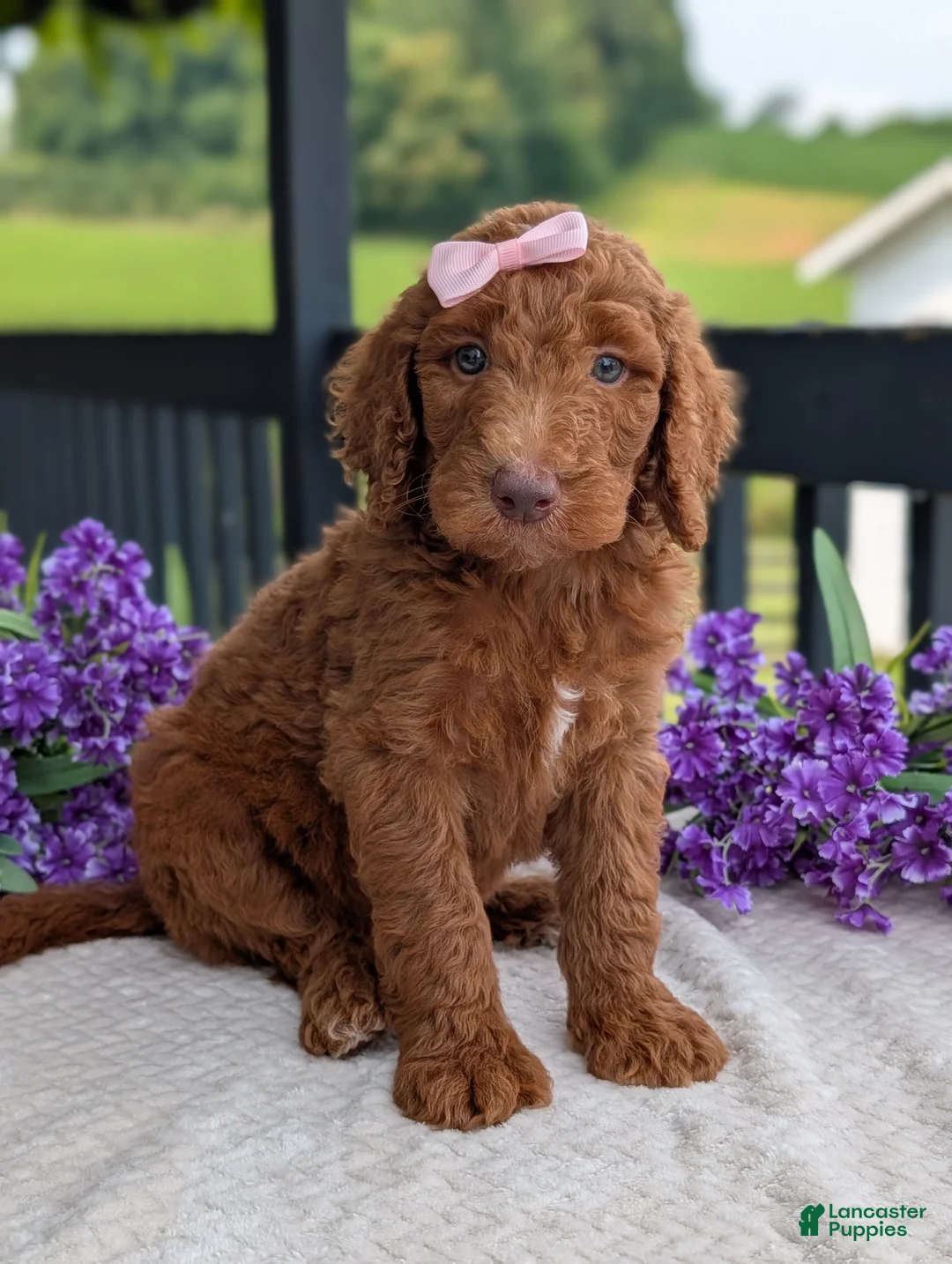Goldendoodle dogs for sale: Miss Ellie - Ad 24