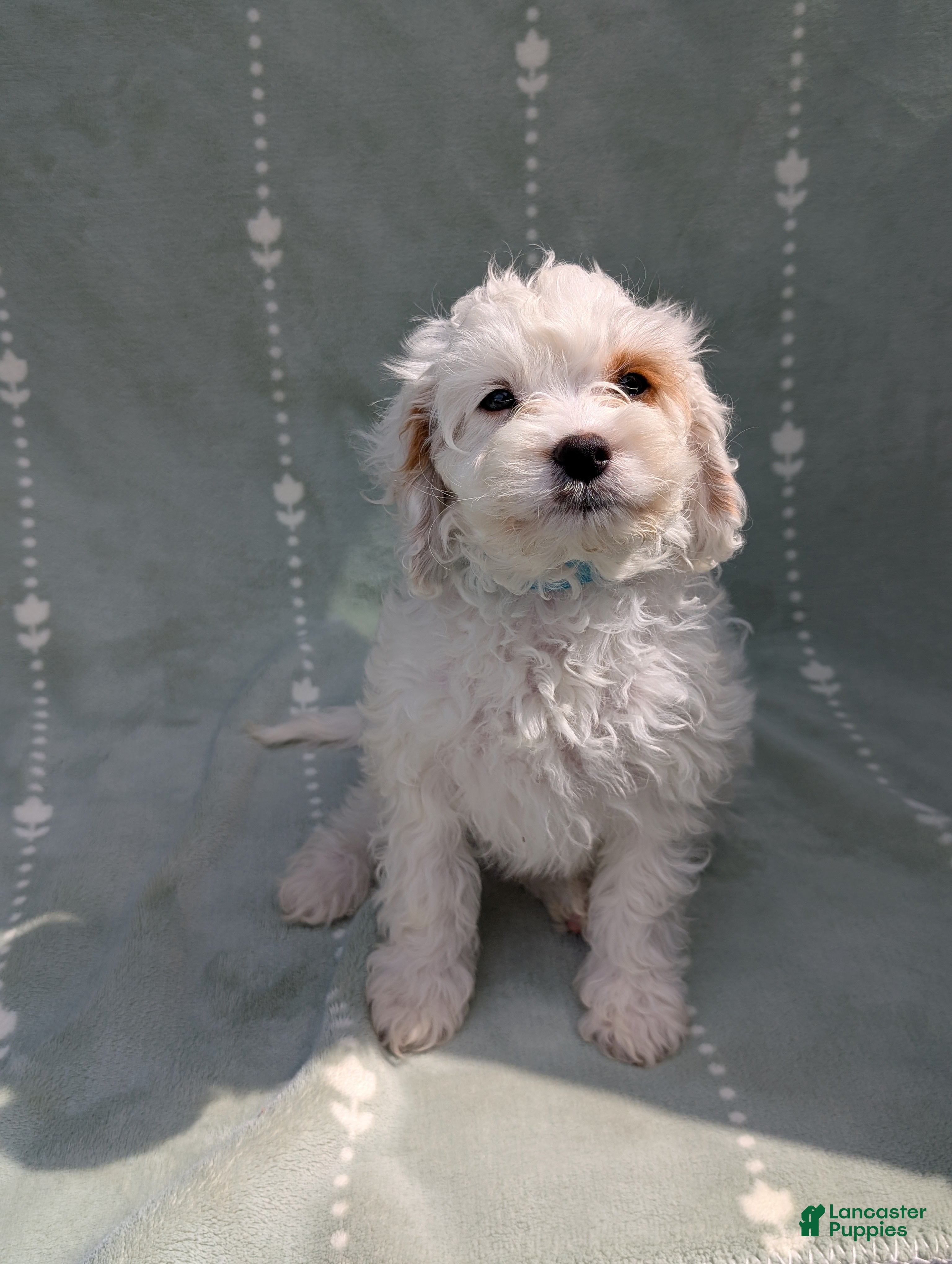 Cavapoo dogs for sale: Benedict  - Ad 3