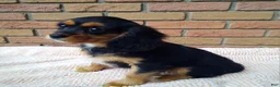 Cavalier King Charles Spaniel dogs for sale: Millie - Ad 4