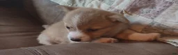 Welsh Corgi Pembroke dogs for sale: Green collar  - Ad 4