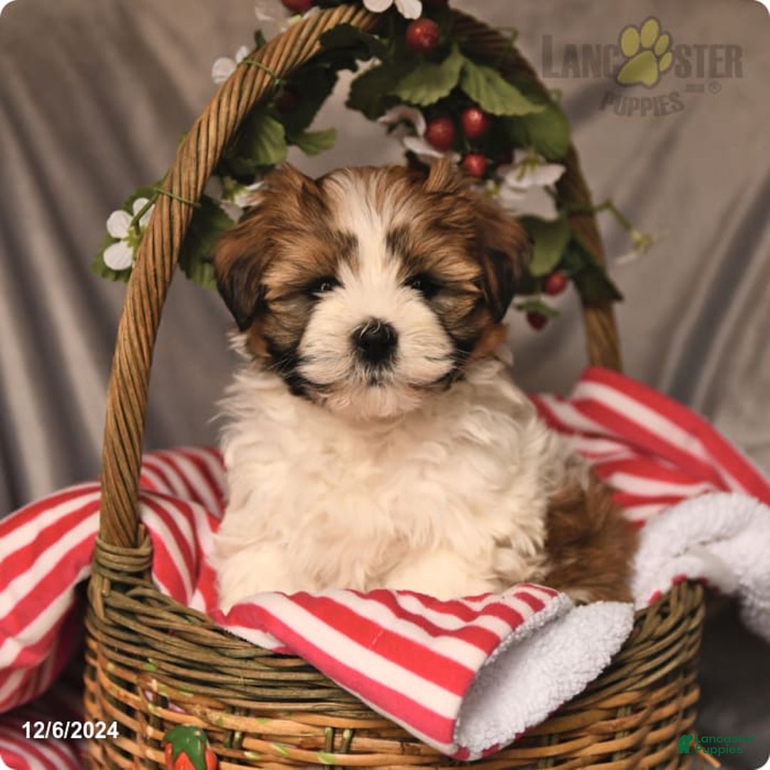 Gallery Image {{count}}