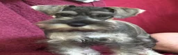Miniature Schnauzer dogs for sale: Miniature Schnauzer 5 - Ad 2