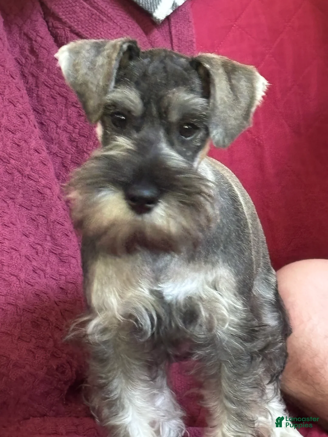 Miniature Schnauzer dogs for sale: Miniature Schnauzer 5 - Ad 2