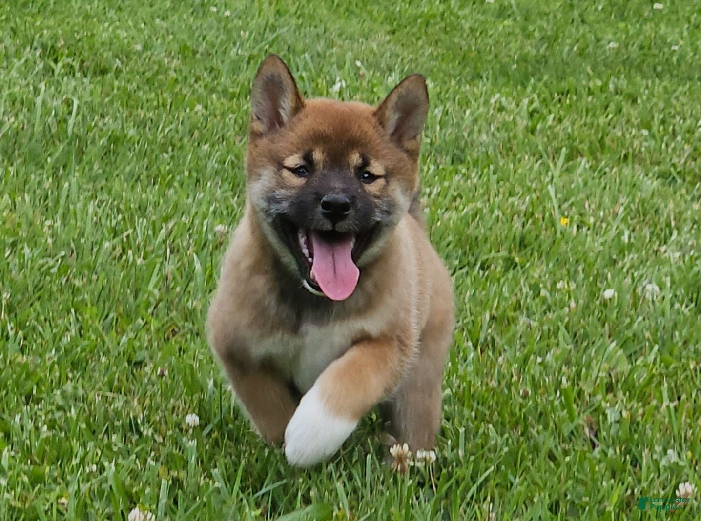 Shiba Inu dogs Graham - Ad 1