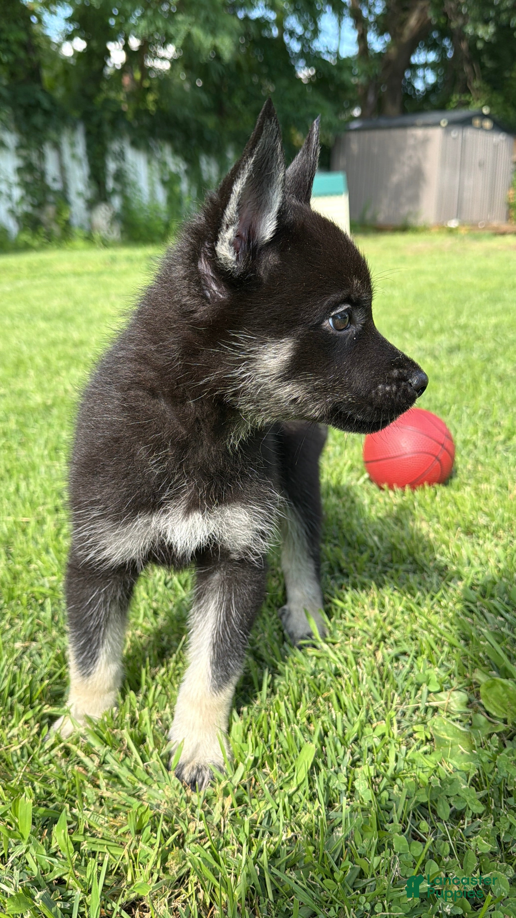Gerberian Shepsky dogs Hercules - Ad 1