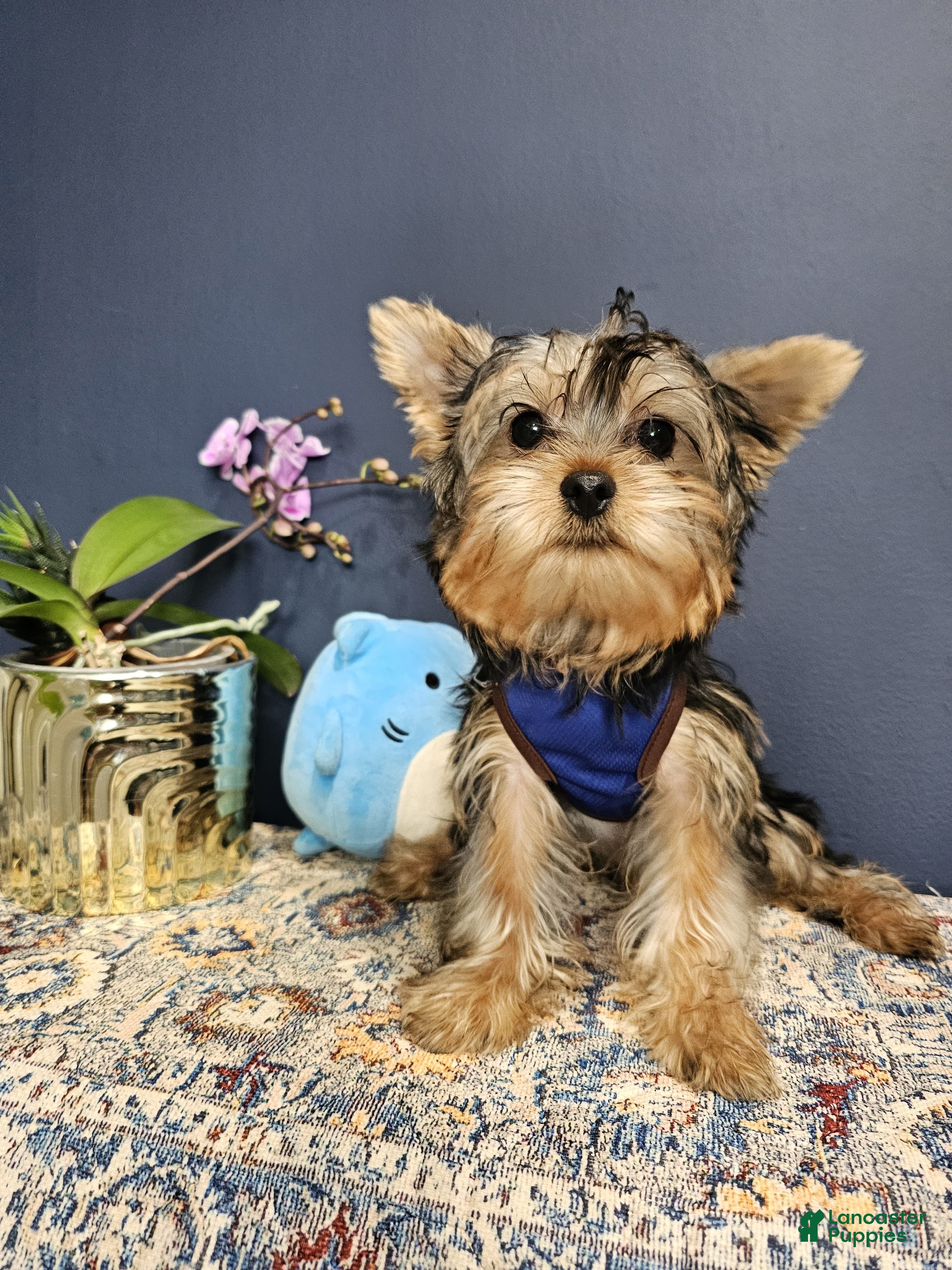Yorkshire Terrier dogs Mr. Blu 💙 - Ad 2