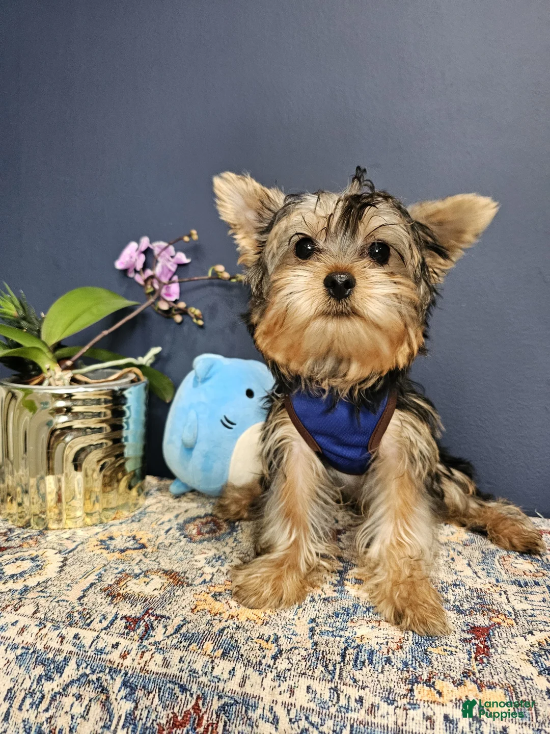 Yorkshire Terrier dogs for sale: Mr. Blu 💙 - Ad 2