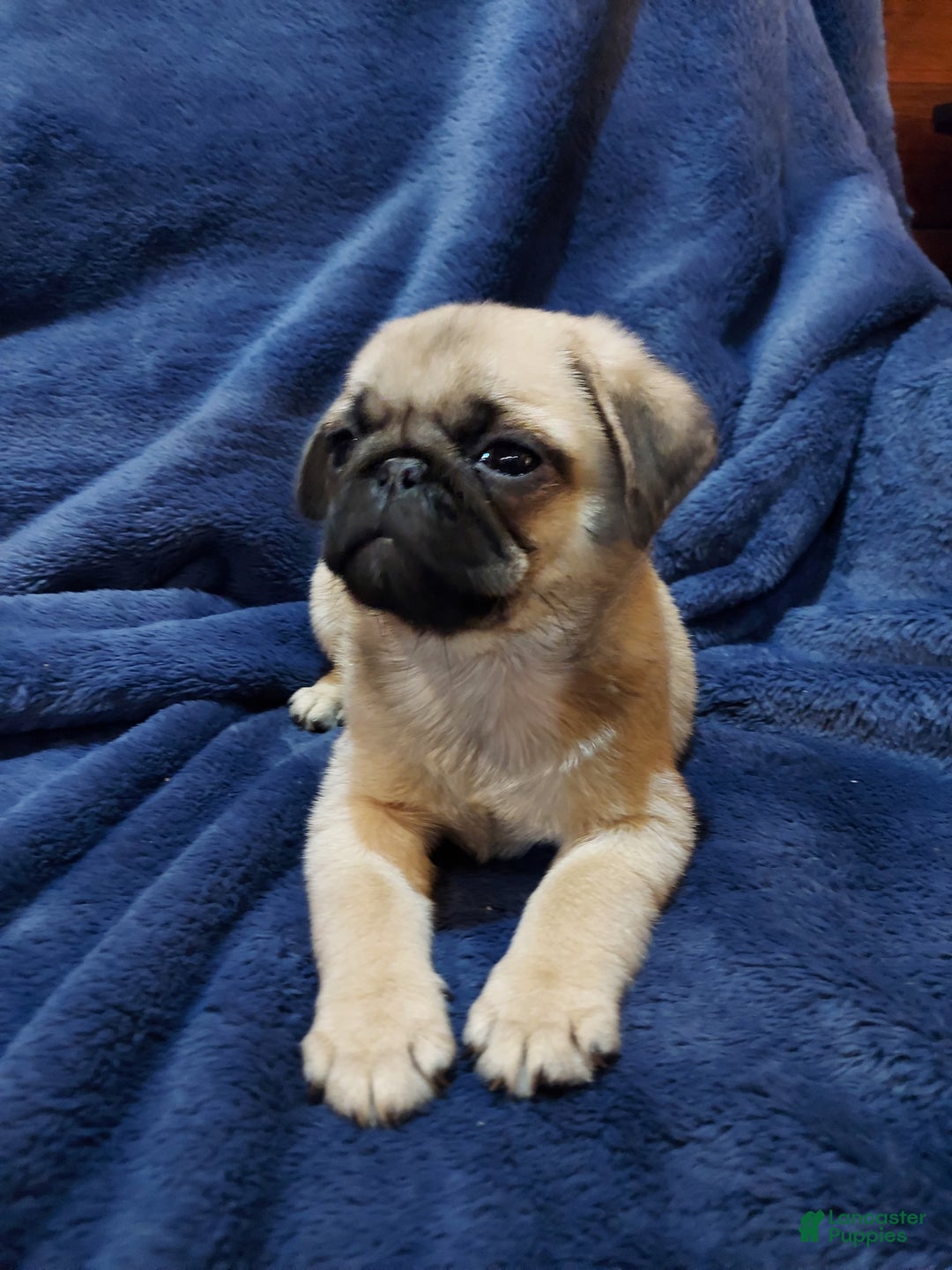 Pug dogs for sale: WILLIE - Ad 3