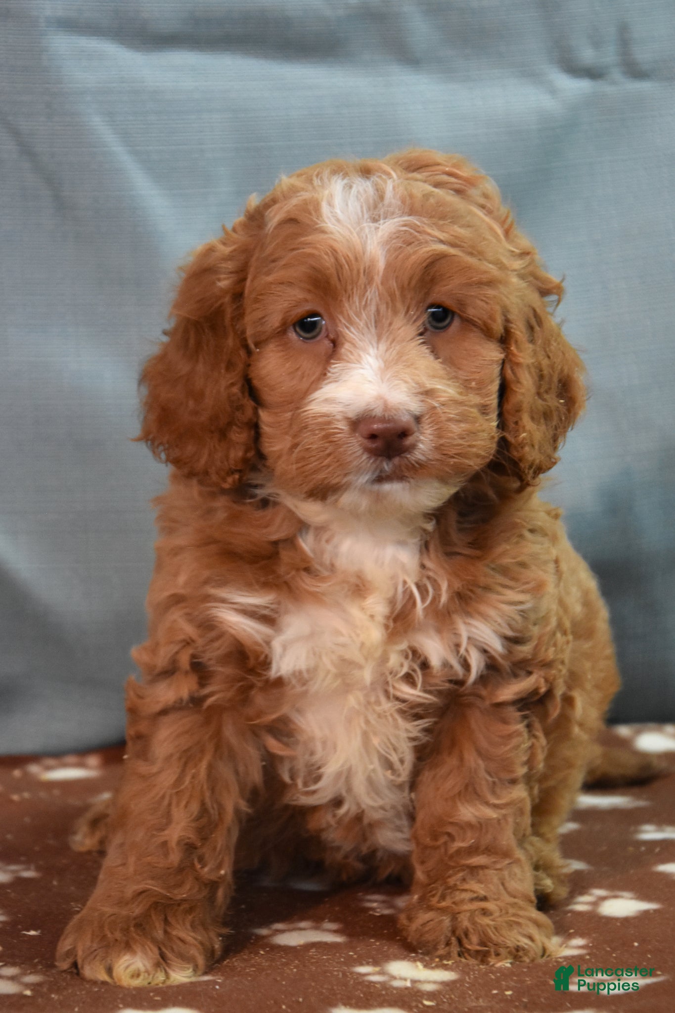 Cockapoo dogs Chad - Ad 1