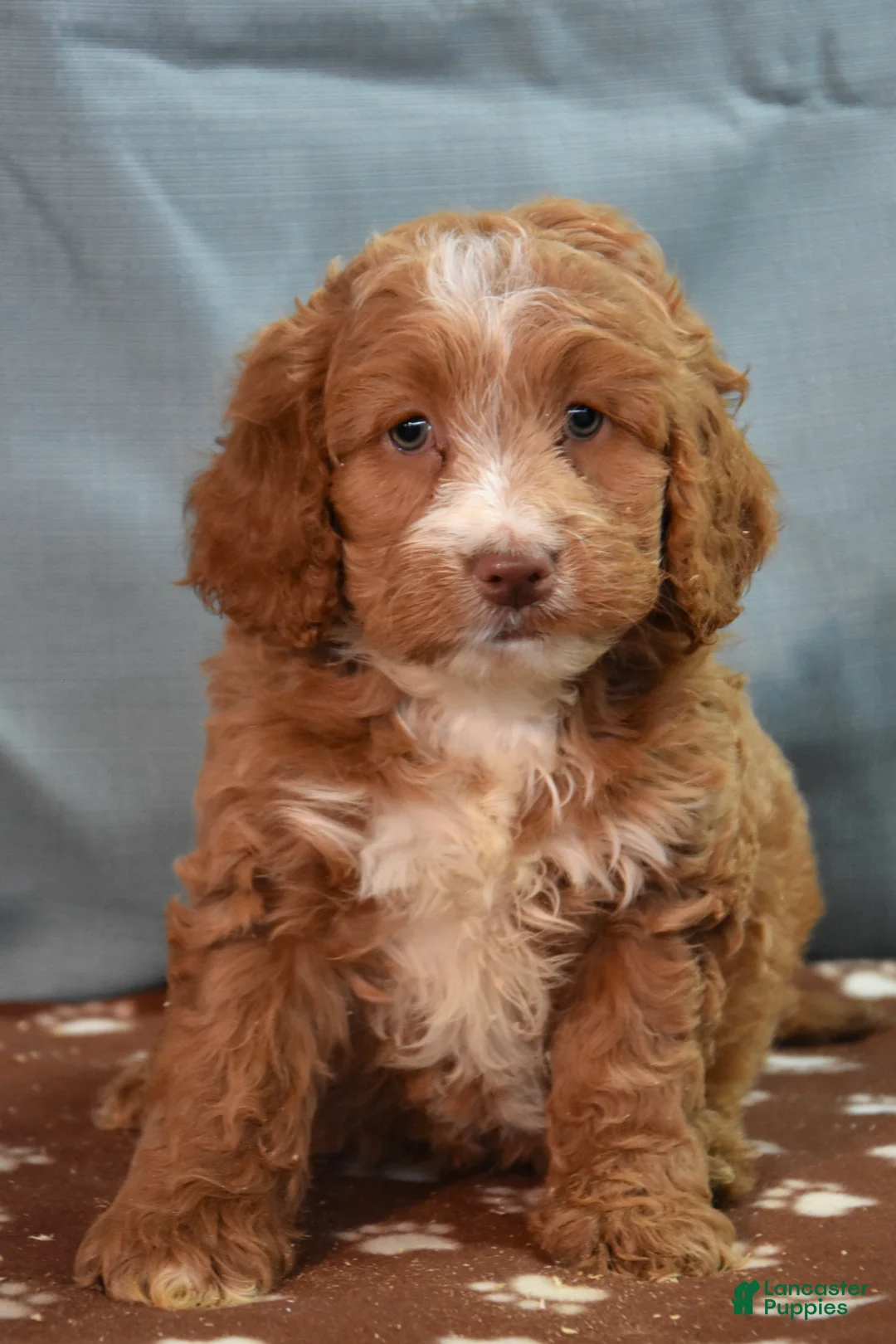 Cockapoo dogs for sale: Chad - Ad 1
