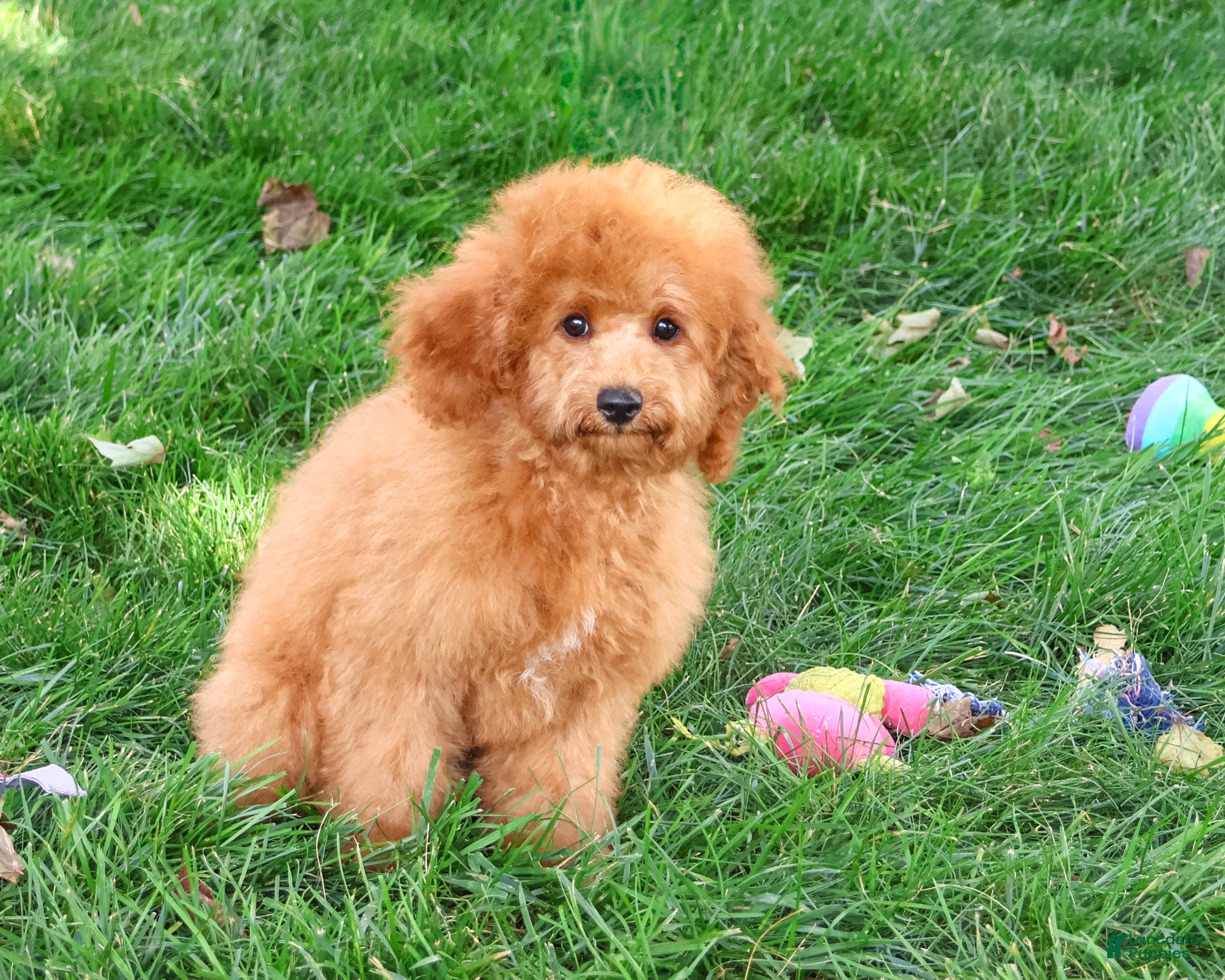 Cavapoo dogs Chanel - Ad 2