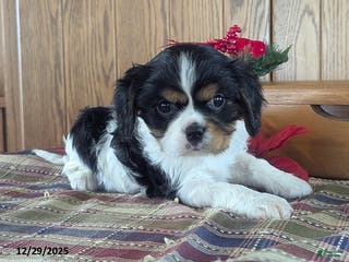 Cavalier King Charles Spaniel dogs Kate - Ad 21