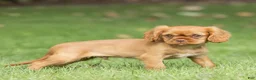 Cavalier King Charles Spaniel dogs for sale: Pepper Cavalier King Charles Spaniel  - Ad 4