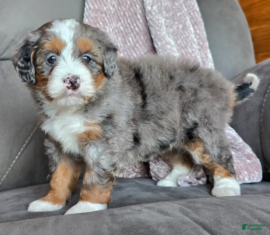 Mini Bernedoodle dogs for sale: Mini Sophie - Ad 12