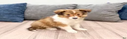 Shetland Sheepdog dogs for sale: Lacy - Ad 3