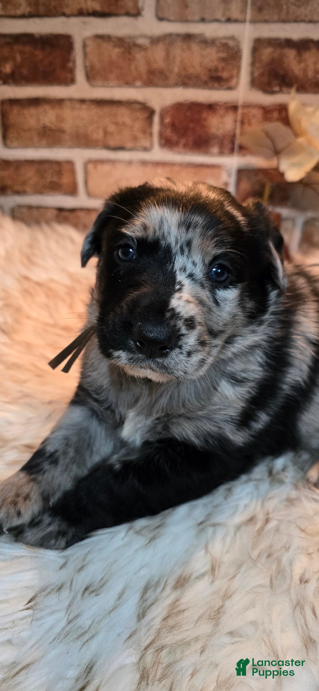 Mixed Breed dogs for sale: Atlas - Ad 11